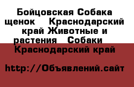 Бойцовская Собака щенок  - Краснодарский край Животные и растения » Собаки   . Краснодарский край